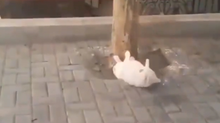 Γάτα ετοιμάζεται για το καλοκαίρι κάνοντας… κοιλιακούς