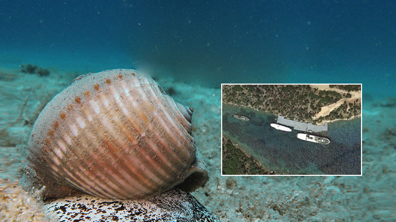 Έγκλημα κατά της θαλάσσιας ζωής στην Κεφαλονιά Έγκλημα κατά της θαλάσσιας ζωής στην Κεφαλονιά