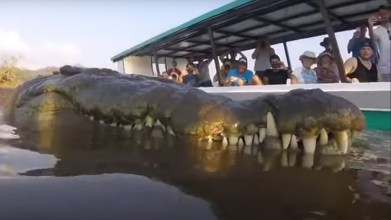 Κοντινό πλάνο σε έναν κροκόδειλο