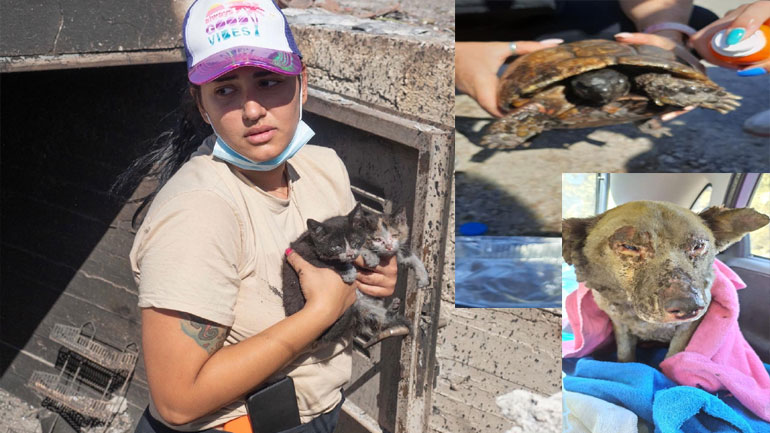 Εθελοντές σώζουν τραυματισμένα ζώα από τη φωτιά στα Γεράνεια