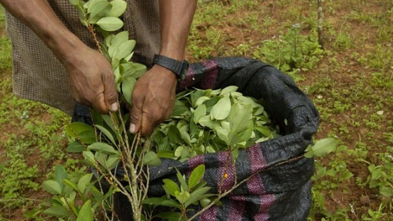 Περού: 14 νεκροί σε επίθεση σε περιοχή όπου βρίσκονται καλλιέργειες κοκαΐνης