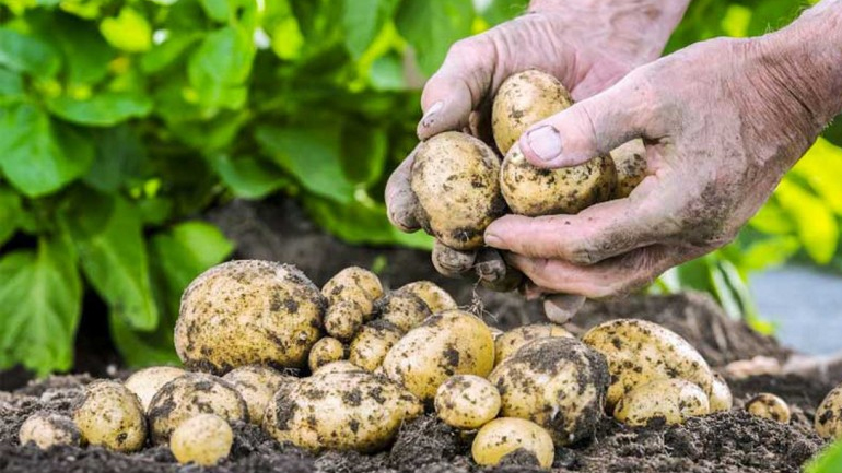 Στην τελική ευθεία οι αποζημιώσεις λόγω πανδημίας σε καλλιεργητές