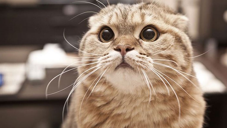 Στη Ρωσία ξεκίνησε ο εμβολιασμός των ζώων κατά του κορωνοϊού