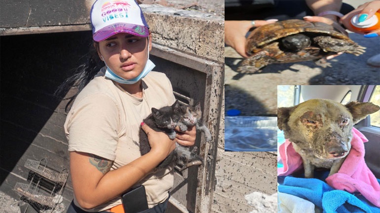 Ο Δήμος Βριλησσίων σπεύδει για βοήθεια στα τραυματισμένα ζωάκια των Γερανείων