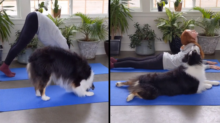 Νεαρή κάνει γιόγκα με το σκυλί της