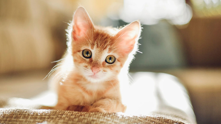 Οι πρώτες ημέρες με τη γάτα στο σπίτι – Πώς να τη βοηθήσετε να εξοικειωθεί με τον χώρο σας