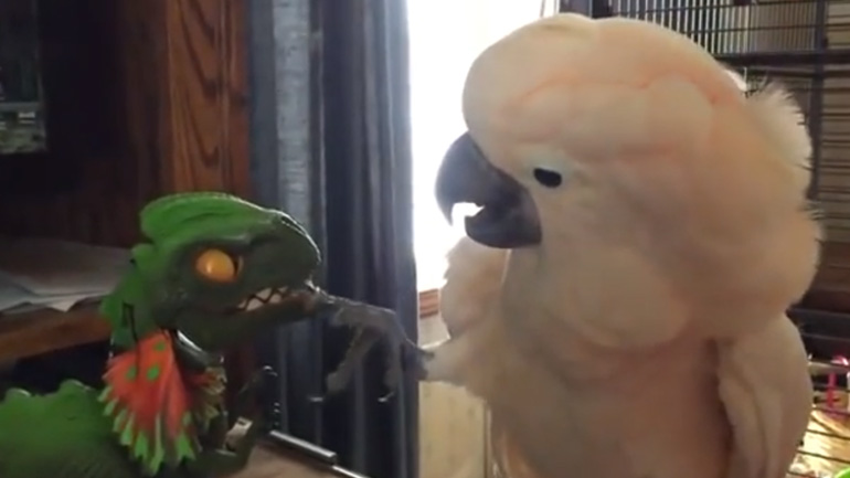 Cockatoo vs δεινόσαυρος