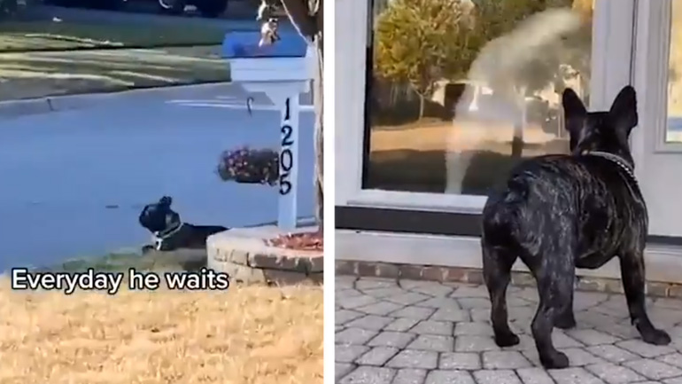 Σκύλος προγραμματίζει πότε θα παίξει με τον σκύλο του γείτονα