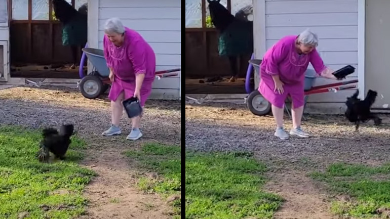 Κόκορας επιτίθεται στη γιαγιά