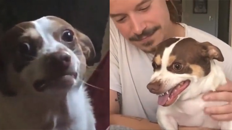 Το αιμοβόρικο σκυλί