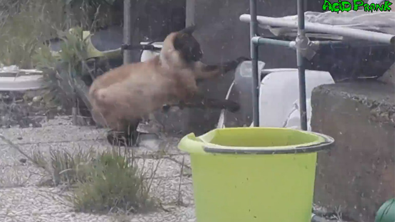 Βγες έξω να μονομαχήσουμε!