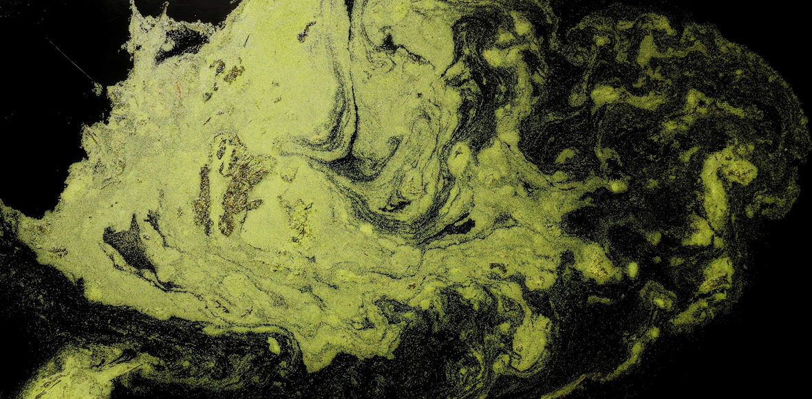 Άλγη πάνω σε λιμνάζοντα νερά