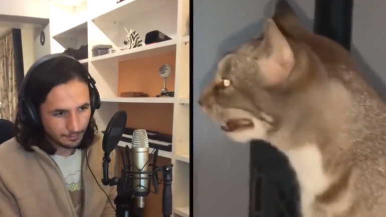 Τραγούδι με το φτάρνισμα της γάτας