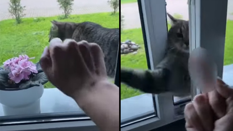 Σε εμένα χειρονομίες;