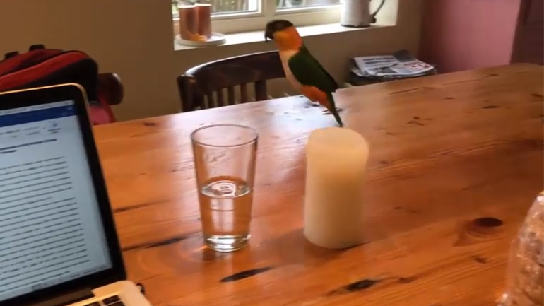 Όταν δουλεύεις από το σπίτι και έχεις παπαγάλο