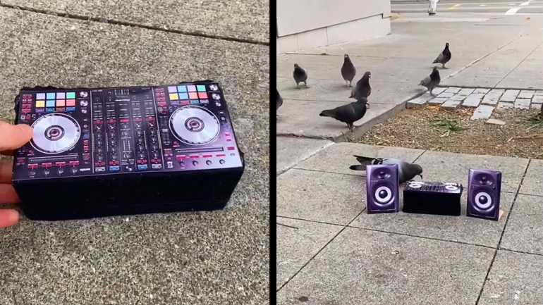 Περιστέρια σε rave party 