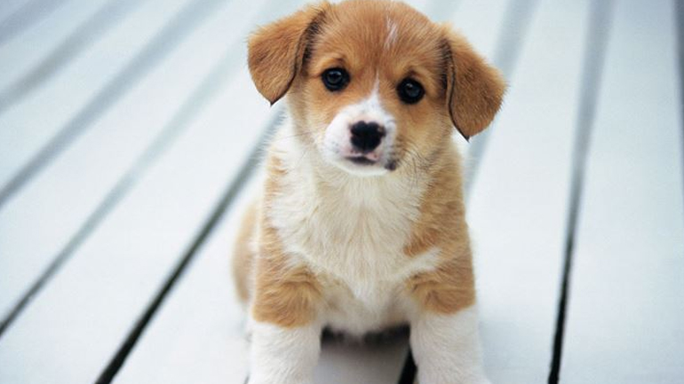 Μικρές συμβουλές για τις πρώτες ημέρες με το κουτάβι σας στο σπίτι