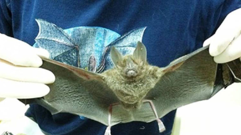 Πάτρα: Νυχτερίδα «εισέβαλε» σε αυτοκίνητο και… τρομοκράτησε τον οδηγό