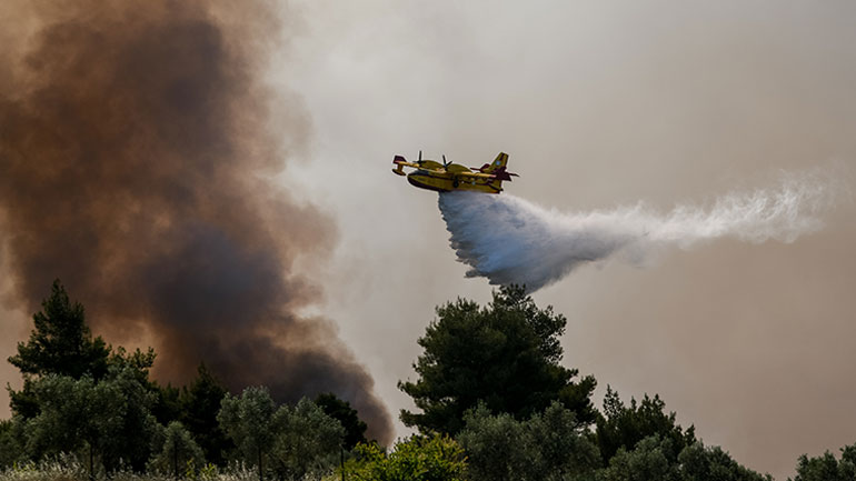Ο κύκλος των καμένων δασών: Πώς να αποφύγουμε τις καταστροφικές πυρκαγιές