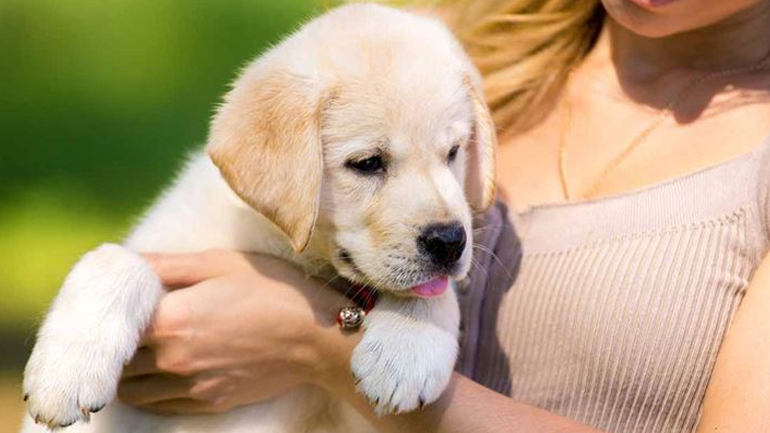 Πώς να βοηθήσετε το κουτάβι σας να κοινωνικοποιηθεί