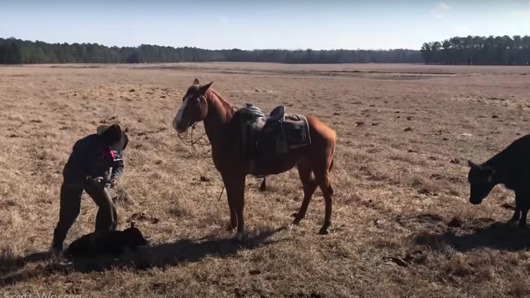 Άλογο προστατεύει τον καουμπόι του