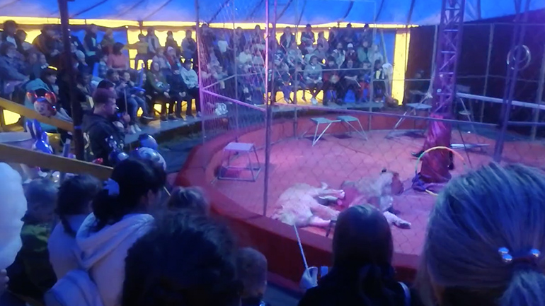 Λέαινα επιτίθεται στον εκπαιδευτή της