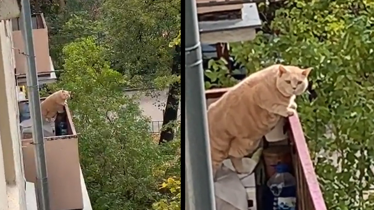 Η περίεργη γάτα