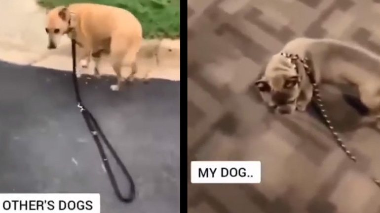 Ο κάθε σκύλος είναι διαφορετικός