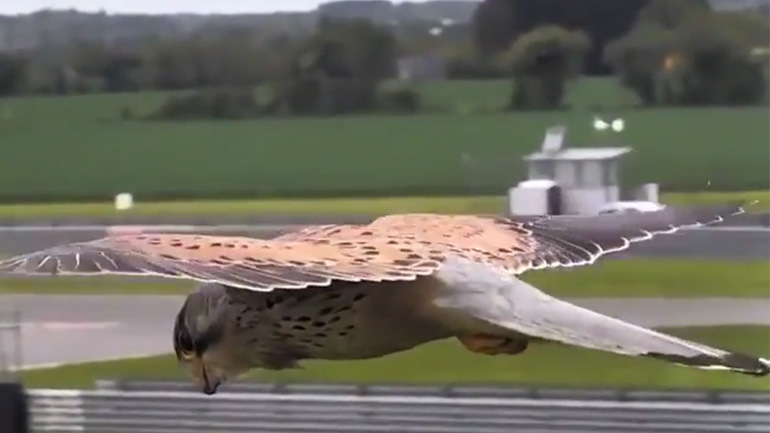 Το κεφάλι του γερακιού είναι πάντα σταθερό