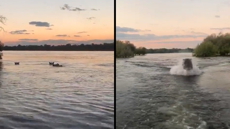 Ιπποπόταμος κυνηγά ένα σκάφος