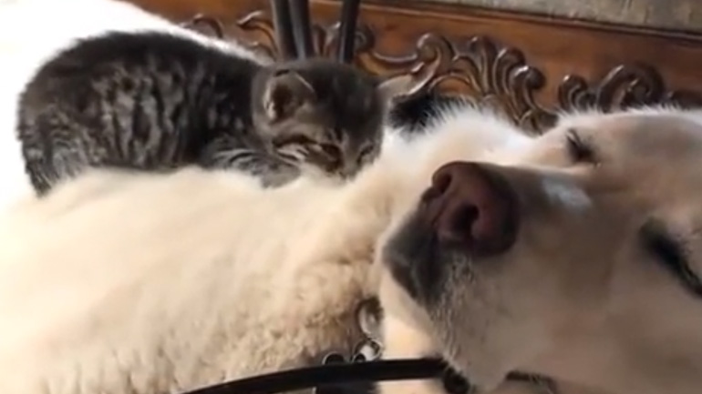 Γατάκι ξαπλώνει στο μεγάλο μαξιλάρι