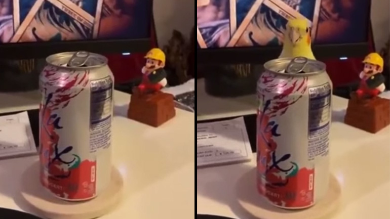 Παπαγάλος παίζει κρυφτό