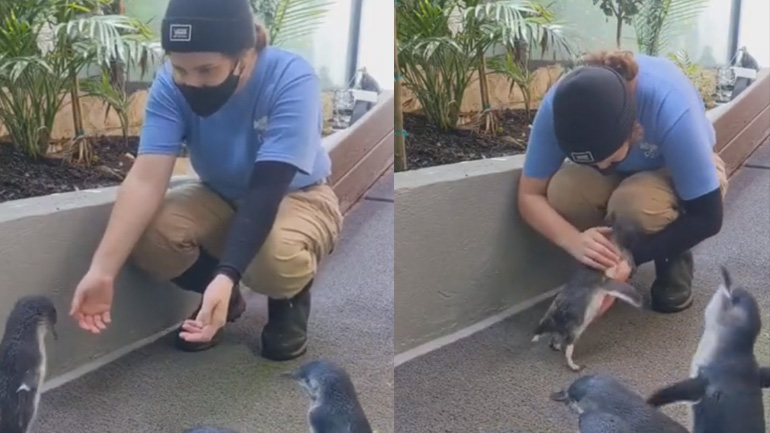 Πιγκουίνος συναντά την κτηνίατρο