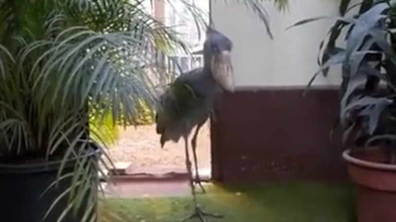 Το πτηνό που ακούγεται σαν πολυβόλο