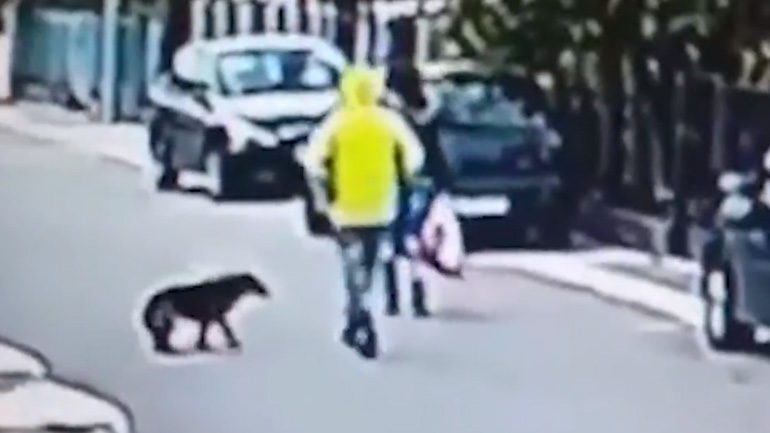 Αδέσποτος σκύλος σώζει γυναίκα από έναν κλέφτη