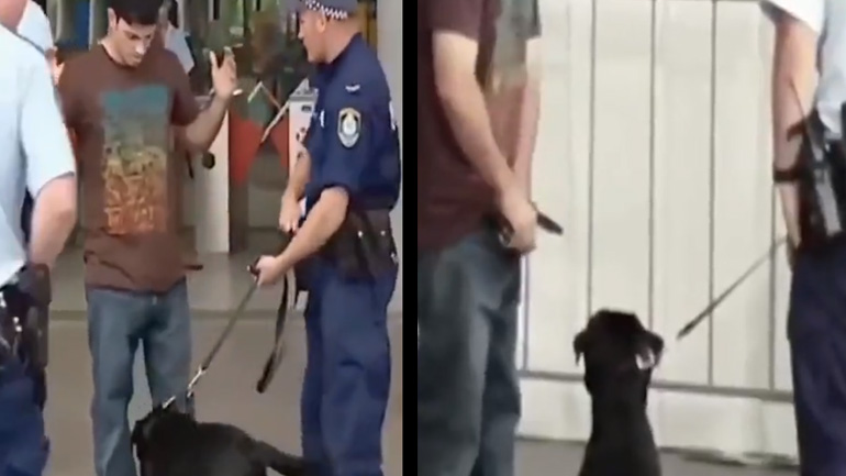 Ο σκύλος έπιασε τον ένοχο