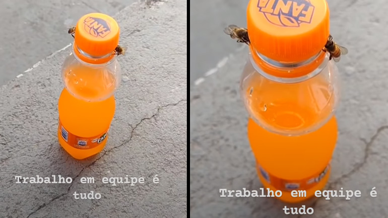 Μέλισσες ανοίγουν ένα αναψυκτικό Μέλισσες ανοίγουν ένα αναψυκτικό