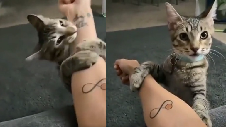 Η εξομολόγηση και η αντίδραση της γάτας Η εξομολόγηση και η αντίδραση της γάτας