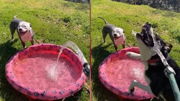 Οι σκύλοι είναι διαφορετικοί