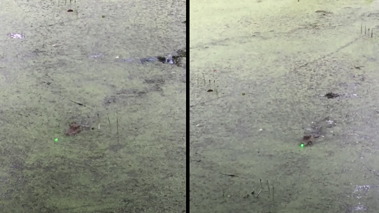 Αλιγάτορας vs λέιζερ