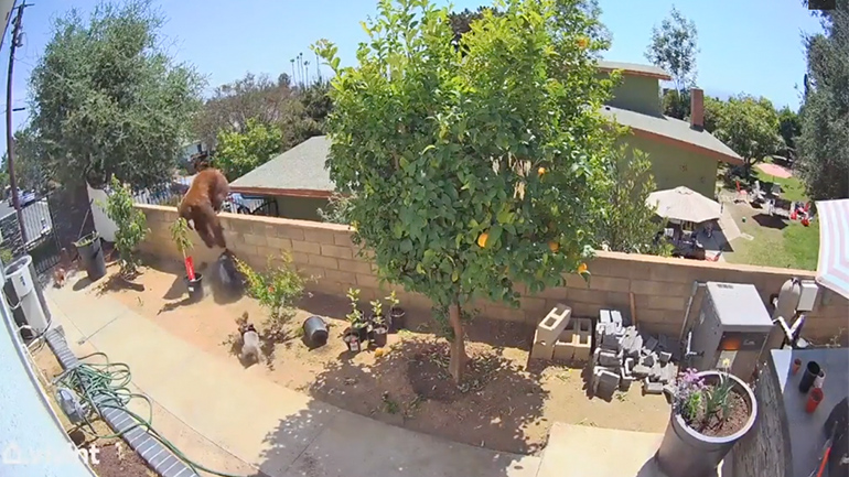 Κορίτσι επιτίθεται σε αρκούδα για να προστατεύσει τους σκύλους της