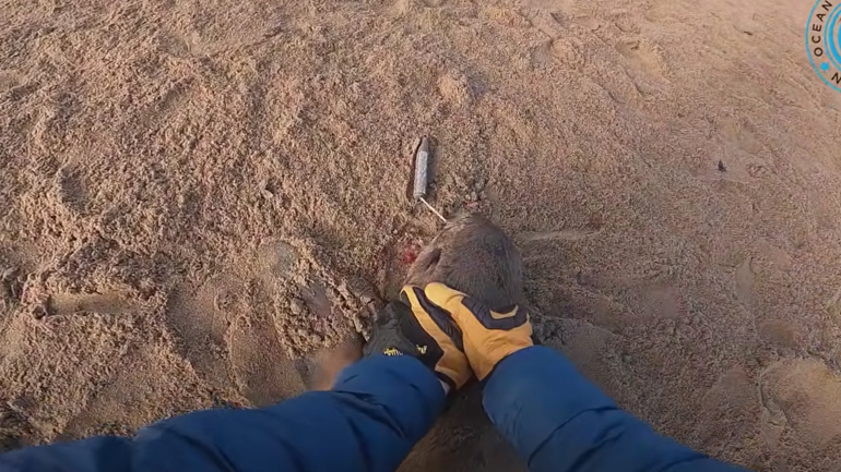 Αφαίρεση γάντζου από τη γλώσσα μικρής φώκιας