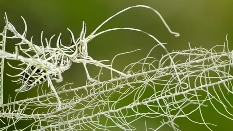 Το τέλειο καμουφλάζ 