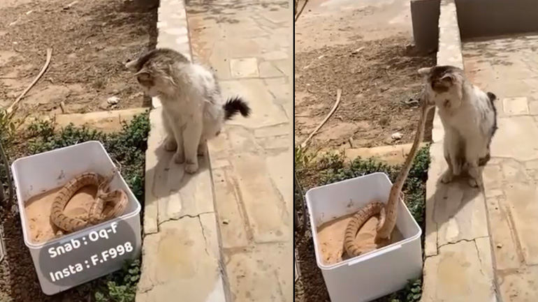 Γάτα vs φίδι