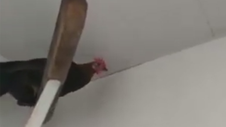 Η κότα βοηθάει στο καθάρισμα