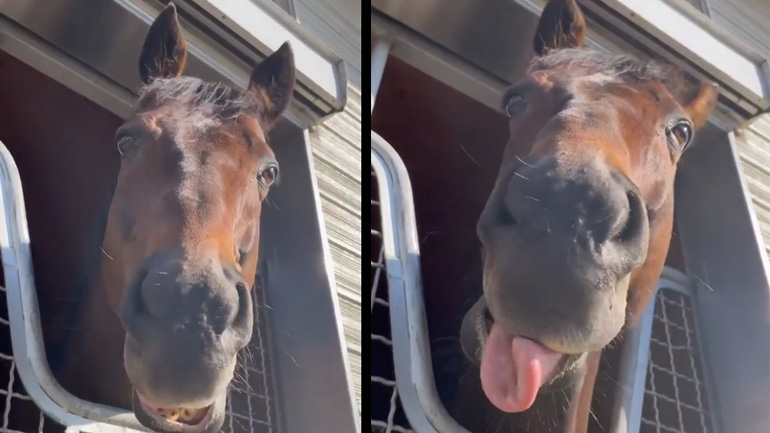 Άλογο κάνει ένα κόλπο με τη γλώσσα του