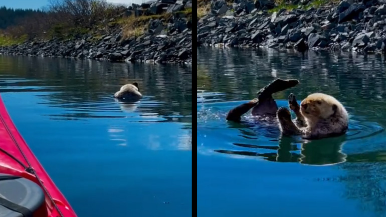 Η πιο χαλαρή θαλάσσια ενυδρίδα