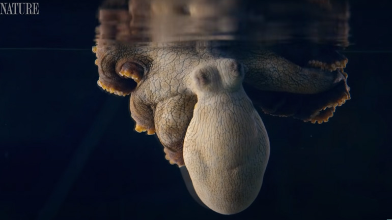 Τα χταπόδια αλλάζουν χρώμα όταν ονειρεύονται