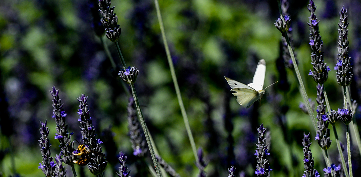 Στον κήπο του Μαξίμου