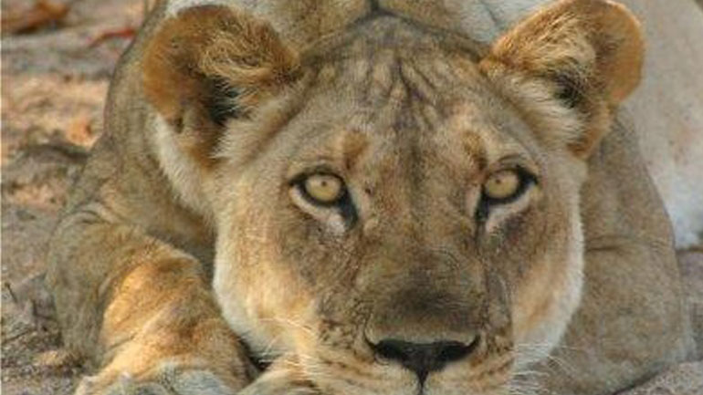 Μια λέαινα πέθανε από Covid-19 σε ζωολογικό κήπο στην Ινδία